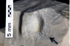Foto (Detailansicht) von Ambulocapsa altilis (Robins et al., 2013) (NHMW-GEO-1990-0041-0532)